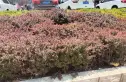 青果公寓实景图