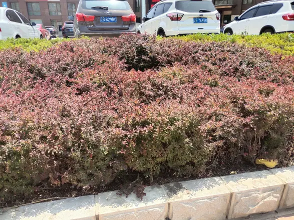 青果公寓实景图