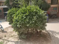 高新老城 玉兰雅庭 两室 出售