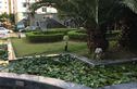 虹桥帝梵尼花园实景图
