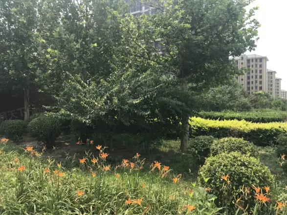 金第万科朗润园实景图