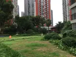 小区草 坪