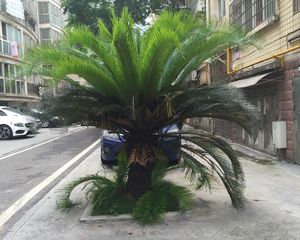 都市春天3室2厅南