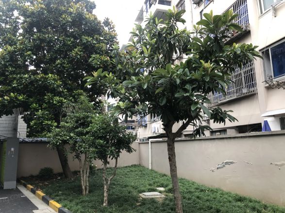 陈行一村实景图
