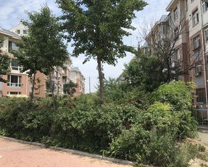 金马圣隆洋房带阁楼3室2卫位置好采光好近市场