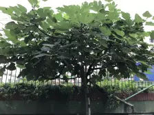 新普陀、梅陇、一楼带天井、近地铁、满五税费少