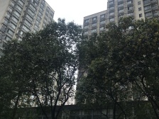 圣天地服务式公寓 1室1厅 南