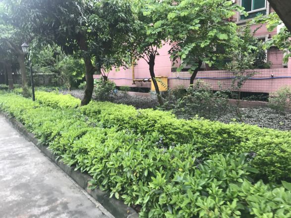 大鹏花园实景图