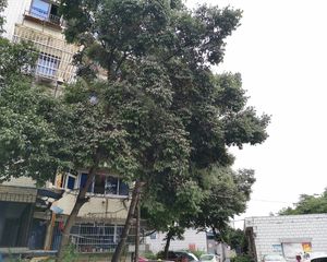 静园(龙泉驿)3室2厅东南