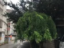 嘉定上海大学,南苑中学隔壁近地铁,高层三房两厅看房方便