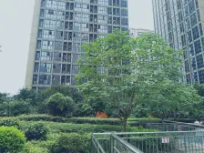 南坪 浪高美阁二房59.5万