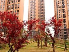 小洋房,地铁口600米4房2卫纯朝南户型