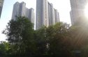 西部枫景实景图