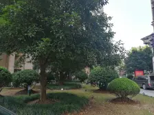 附赠80平大花园,三开间朝南,人车分流小区