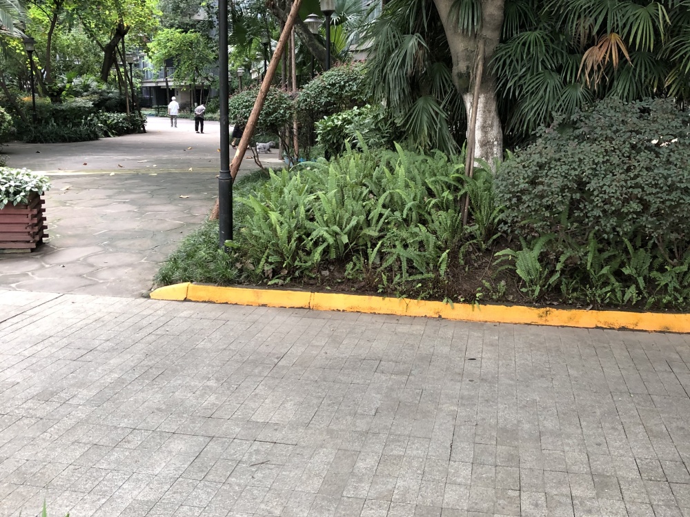 实景图
