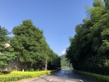 周边道路绿化实景