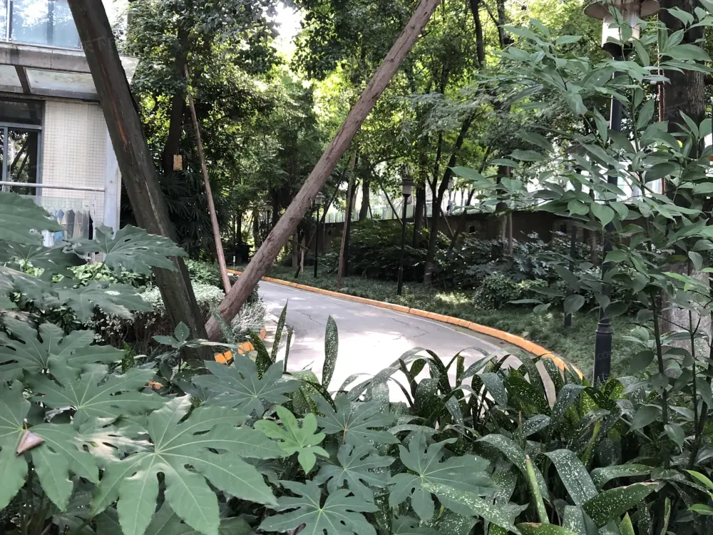 实景图