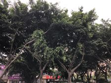 牡丹御园3室1厅南西南