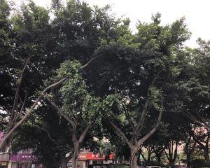 牡丹御园3室1厅东南