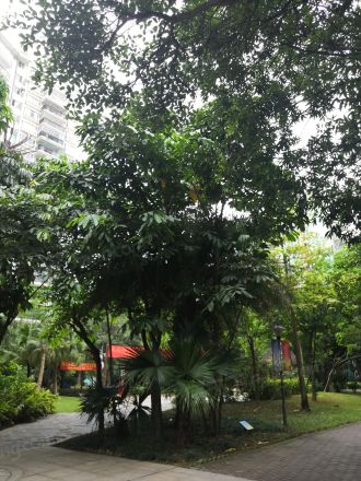 绿城印象实景图