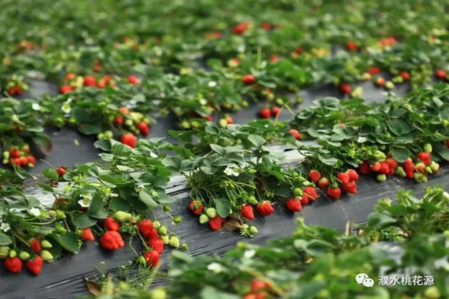 濮水桃花源实景图