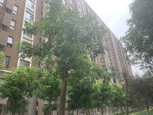 全明格局落地窗西北双向通风视野采光装修好