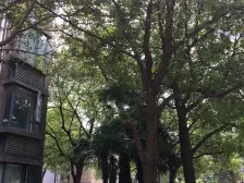 此房邻别墅采光佳,满⑤唯①,另有车位可售