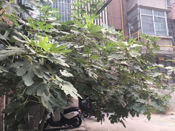 行署路16号实景图