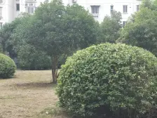 恒嘉花园 2室1厅 南 北