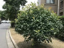 桃浦 · 安居锦竹苑 · 2室 · 1厅