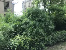 安居锦竹苑 2室1厅 南