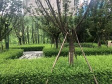 中建天府公馆二期1室1厅南