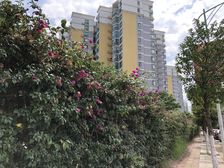 望春苑