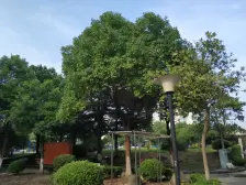 和合新村 1室1厅 南