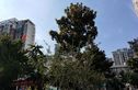 花南家园实景图