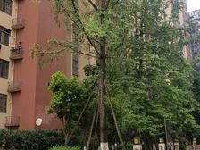 北新国际二期2室1厅南
