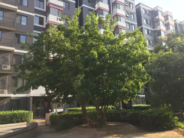 建邦枫景实景图