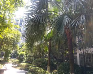 随时看房,采光好次顶楼,桂花坪地铁口