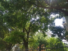 现代花园 顶楼复式 三房 装修如图 有独立自行车库