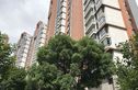 珠江新村实景图