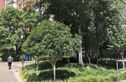珠江新村实景图