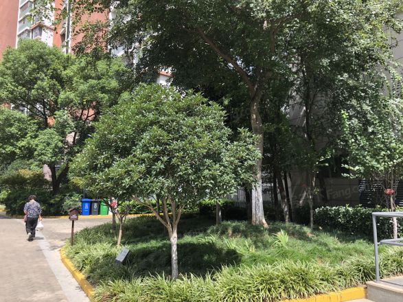 珠江新村实景图