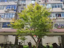 大虹桥成熟小区 配套齐全 出行方便