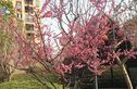 安陆实景图