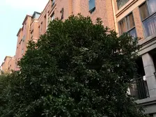 七宝官邸 电梯大房 无抵押 拎包入住,必看好房