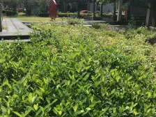 双轨交地铁,五房精装修带阁楼,近中芯国际