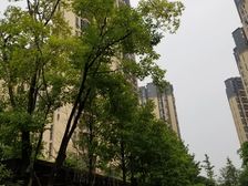 万科缇香荟 1室1厅 南