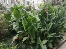 新星苑 1室1厅 南