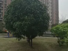 顶楼客户看过来,安元佳苑一区,诚意出售,价可谈