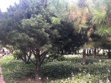 新上鹿海园三里中间层·1室·1厅